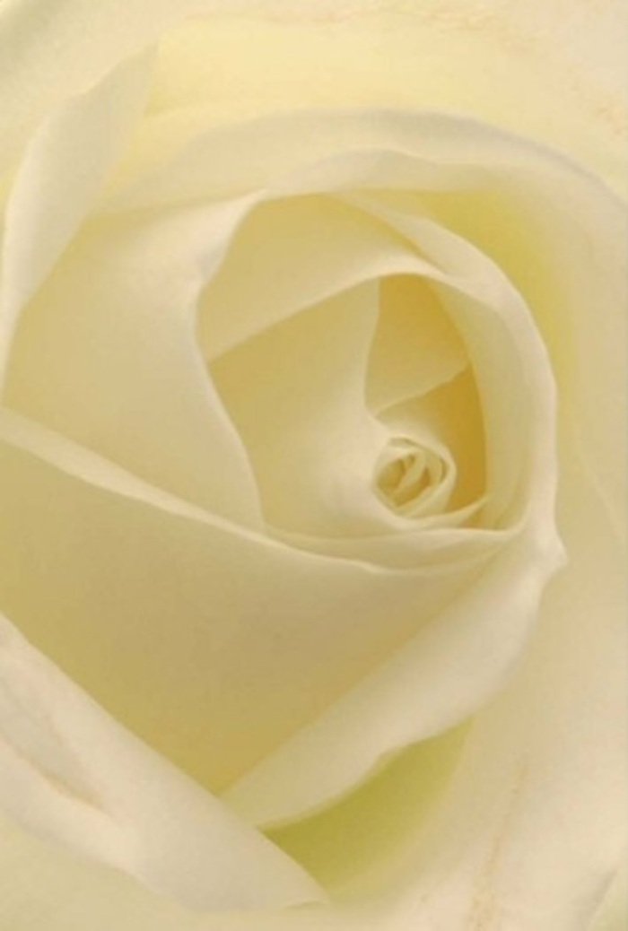 Gazing closely at this classic white rose, you are drawn into a world of tranquil beauty that reflects the sophisticated calm of Millwall itself. The seamless blending of pure white and soft cream across each layered petal creates a sense of serenity, reminiscent of early morning light filtering through leafy paths in Sir John McDougall Gardens. The composition is an ode to simplicity and depth: each carefully curved fold and gentle transition of shade whispers quiet resilience and gentle hope. As a florist in Millwall, it's easy to see why such a pristine bloom is a favourite for heartfelt gestures-whether it's a discreet apology, a romantic offering, or a centrepiece for an intimate wedding at a Thames-side venue. The exquisitely spiraled heart of the rose captures purity and unwavering affection, its subtle variations in tone adding complexity and allure. With each petal, one almost perceives a breath of clean, understated scent-never overwhelming, always enduring. This flower becomes not just a showpiece but a living symbol of sincerity and refined emotion, an essential expression for every season and sentiment cherished by those living around the Isle of Dogs.